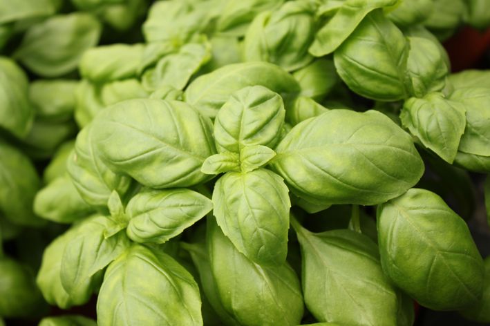basilikum