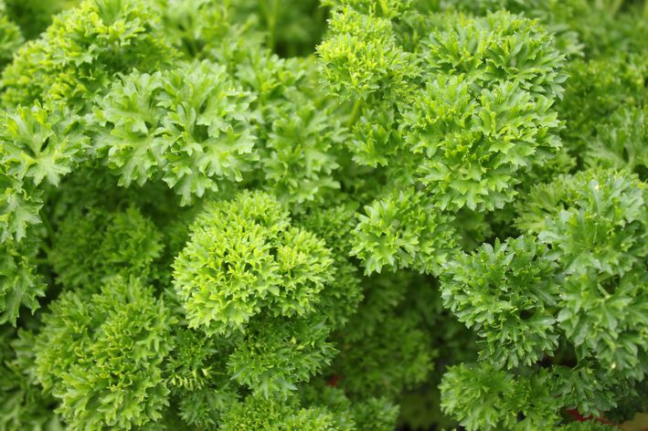 krauspetersilie