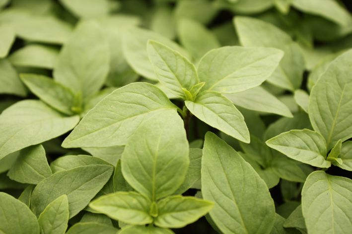 thai_basilikum